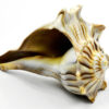 3-4″ Dakshinavarti Whelks 3-4″ Dakshinavarti Whelks