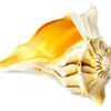 5-6″ Goddess Lakshimi conch Whelks 5-6″ Goddess Lakshimi conch Whelks