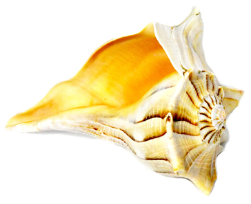 FR7441TL.jpg