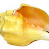 6-7″ Vamavarti Shankha 6-7″ Vamavarti Shankha