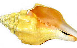 6-7″ Vamavarti Shankha