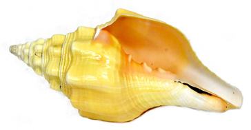 FR7724.jpg