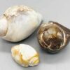 Snail Shell specimen Snail Shell specimen