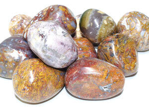 1 lb Moss Agate w/ Petrified Wood tumbled