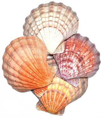 IB004.jpg
