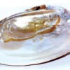 6″ Shell incense Burner 6″ Shell incense Burner