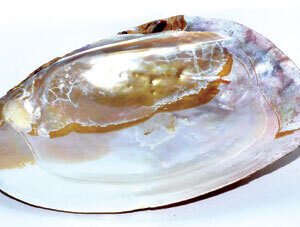 6″ Shell incense Burner