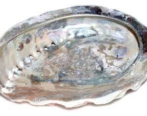4″ Abalone Shell incense burner (limited quanity)