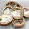 3-4″ Abalone Shell incense burner 3-4″ Abalone Shell incense burner