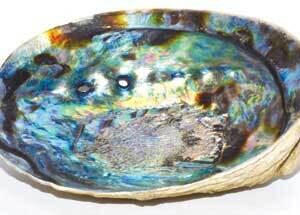 5″- 6″ Abalone Shell incense burner