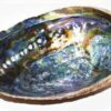 6″- 7″ Abalone Shell incense burner (A quality) 6″- 7″ Abalone Shell incense burner (A quality)