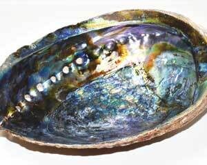 6″- 7″ Abalone Shell incense burner (A quality)