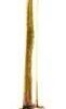 Witch’s Broom bronze Witch’s Broom bronze
