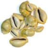 Cowrie Shells 18 pcs Cowrie Shells 18 pcs