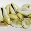 1 Lb Cowrie Shells 1 Lb Cowrie Shells