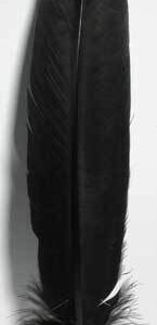 Black Feather 12″