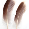 Natural Gray Goose feather Natural Gray Goose feather