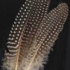 Guinea Hen Wing feather Guinea Hen Wing feather