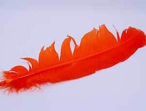 Orange feather 12″