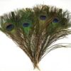 Peacock feather (pk of 10) Peacock feather (pk of 10)