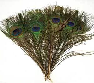 Peacock feather (pk of 10)