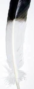 8-12″ Smudging “eagle” feather