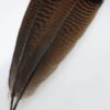 Bronze Turkey Tail feather Bronze Turkey Tail feather