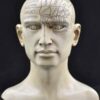 8″ Phrenology Head 8″ Phrenology Head