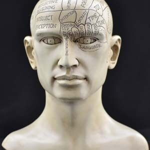 8″ Phrenology Head