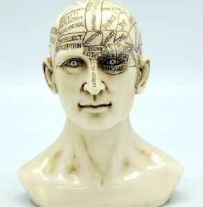 6″ Phrenology Head