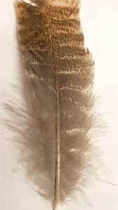 Barred Wing Smudging Feather