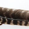 Leather Wrapped smudging feather 12″ Leather Wrapped smudging feather 12″