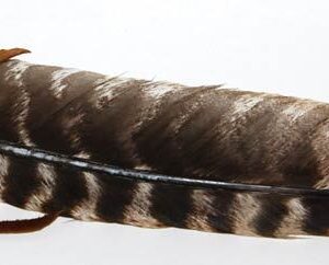 Leather Wrapped smudging feather 12″