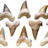 Shark Teeth Shark Teeth