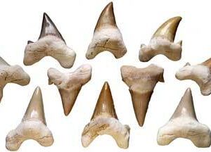 Shark Teeth