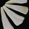 Water Buffalo Tooth Water Buffalo Tooth