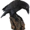 Downward Looking Raven 5 1/2″ Downward Looking Raven 5 1/2″