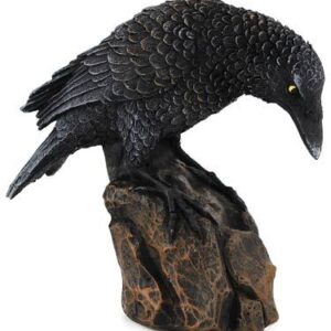 Downward Looking Raven 5 1/2″