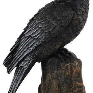 Backward Looking Raven 6″